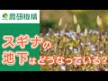スギナの地下はどうなっている?