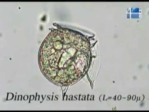 Фитопланктон Черного моря. Динофлагелляты