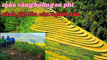 Cảnh người dân vùng cao đi gặt lúa | mùa lúa chín