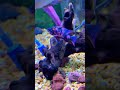 New peacock cichlids I picked up #africancichlids #fishkeepinghobby #aquariumfish #peacockcichlid
