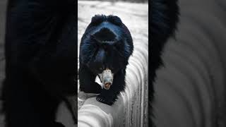 Jab Bhalu Saamne Aa Jaye... 🐻 | Real Close-Up#slothbear #bear #wildlife #animals #india #jungle