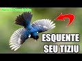 TIZIU DE PULO   Canto pra esquentar