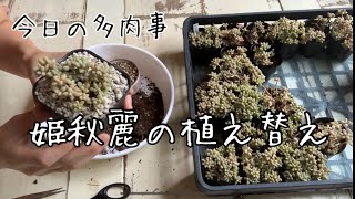 【今日の多肉事】姫秋麗の植え替え方と増やし方