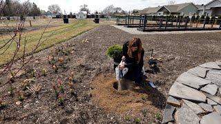 Planting Evergreens, Shrubs & Perennials! 🌲🌿🌸 // Garden Answer