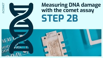 Step 2B: Lesion specific enzyme incubation // Measuring DNA damage using the comet assay