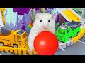 Hamster Escapes Super Maze Car Race for Pets in real life - Cute Hamster Stories