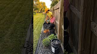 I Transformed My Boring Fence Line in Just 1 Day! 🪵✨