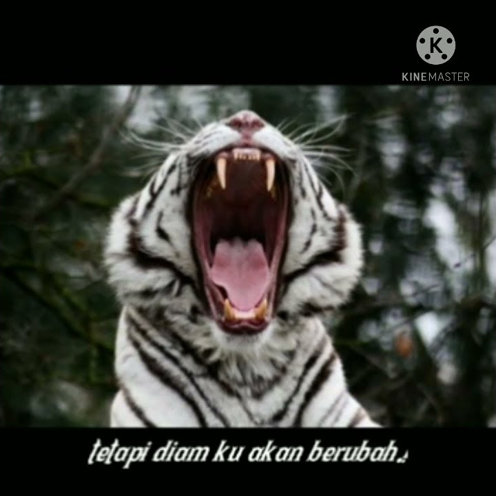Story wa macan putih perabu siliwangi (hinalah aku tapi jgan orang tua ku)