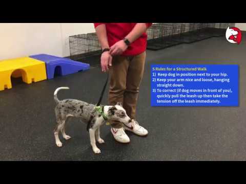 leash training with martingale collar