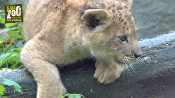 Laat je ontroeren door de Afrikaanse leeuwenwelpen in GaiaZOO