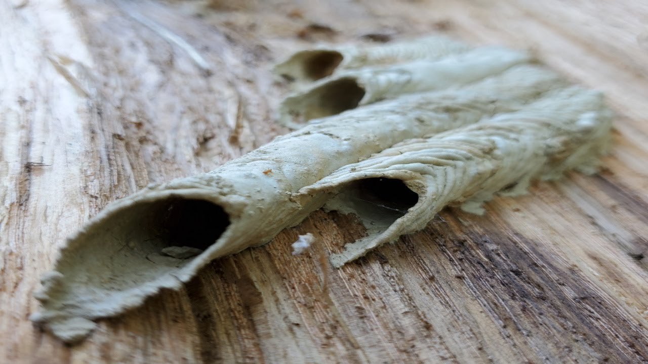 What s Inside A Mud Dauber Tube YouTube What s Inside A Mud Dauber Tube YouTube