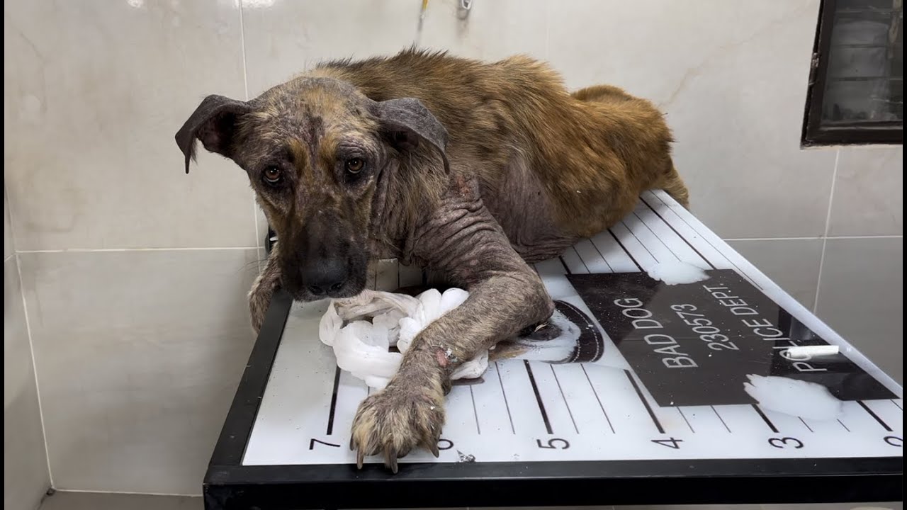 A dog’s journey from mystery to recovery - Vet Rami Awwad - YouTube