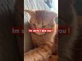 #catshorts #cat #funny #orangecat #gatitos #cute #gatos #kitten #catlovers #catvideos #catshort