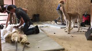 TopKnot Shearing alpacas