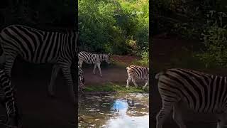 Zebras Come For A Drink #zebra #wildlife #animals #shorts #africanwildlife #nature