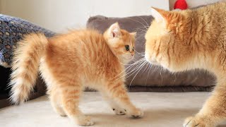 Cat William MEETS His Baby Kitten Named Artist 😂😍 Cat William MEETS His Baby Kitten Named Artist 😂😍