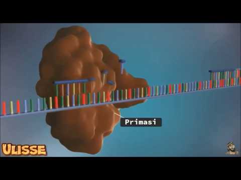 Video: In che modo il DNA si collega all'ereditarietà?