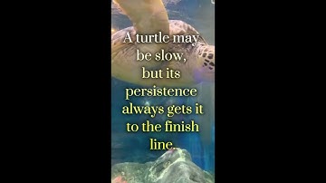Slow and Steady #viralvideo #motivation #quotes #foryou