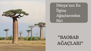 Dünyanın En İlginç Ağaçlarından Biri Baobab Ağaçları