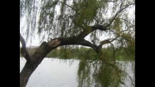 Ashes You Leave - Ready to Cry