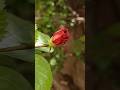 Hibiscus | लाल जास्वंद | Red Bud | Amazing Nature view | YT Shorts view | YT shorts video trending |
