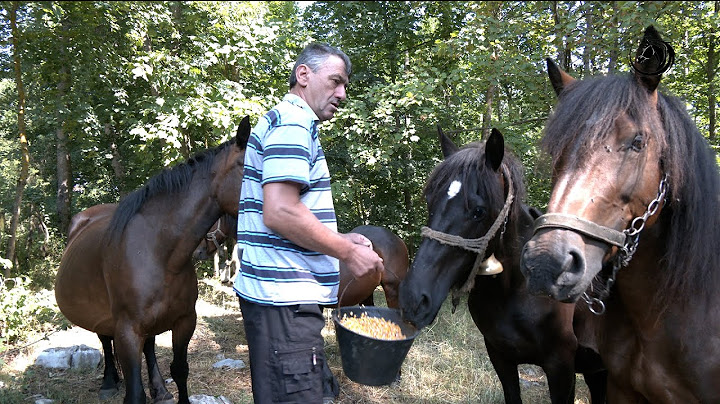 - MEDVJED MI SVAKI DAN OSMATRA KOBILE I NE DIRA MLADU ŽDREBAD -