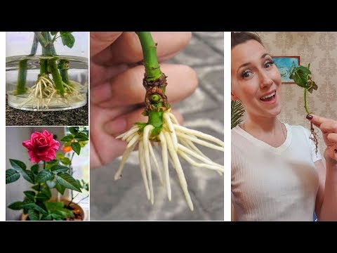 Video: Kako Narediti Oblike Iz Cvetja