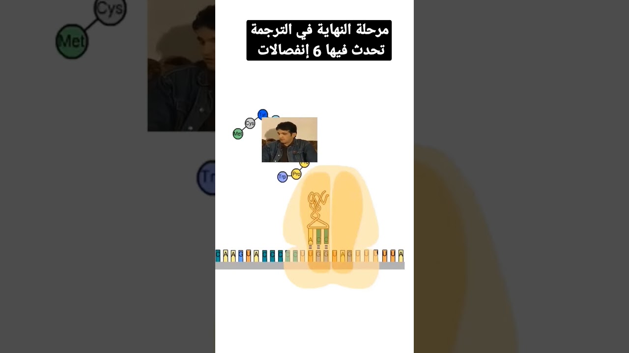 ماذا يحدث في مرحلة نهاية الترجمة ؟