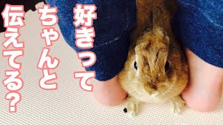 うさぎの8の字走りには求愛の意味があった！ #345