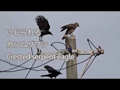 【いじられる】カンムリワシ Crested serpent eagle