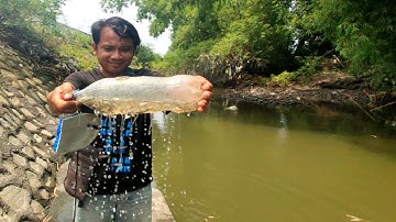 Panen ikan wader dengan perangkap botol bekas