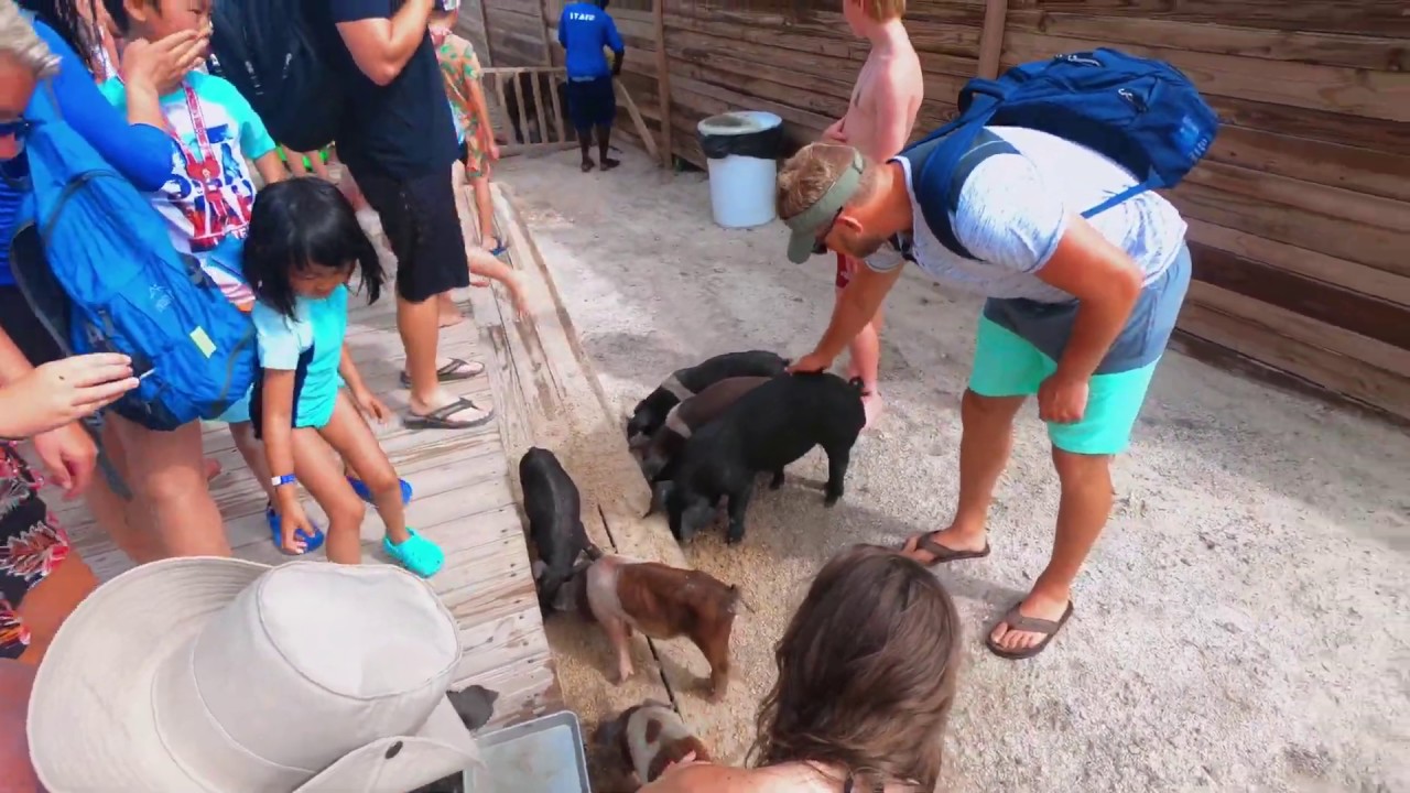 coco cay pig excursion