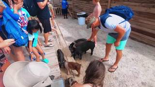 Swimming With Pigs: Perfect Day Cococay, Bahamas - Royal Caribbean