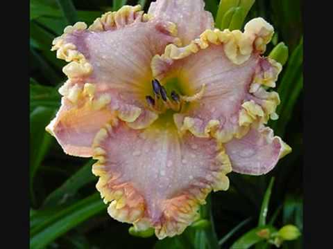 Video: Daylily Ili Hemerocallis