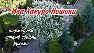 видео: МАСТЕРКЛАСС. Формуємо вербу Хакуро Нішикі на штамбі.Як власноруч виростити вербу на штамбі.Сад.Дача. картинка: МАСТЕРКЛАСС. Формуємо вербу Хакуро Нішикі на штамбі.Як власноруч виростити вербу на штамбі.Сад.Дача.
