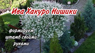 МАСТЕРКЛАСС. Формуємо вербу Хакуро Нішикі на штамбі.Як власноруч виростити вербу на штамбі.Сад.Дача.