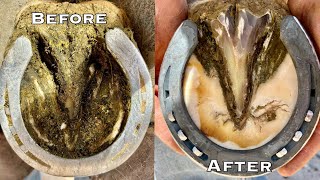 Satisfying Horse Hoof Restoration | ASMR