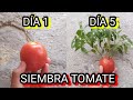 GERMINA semillas de TOMATE 🍅CIENTOS  de tomateras en 5 días ||  siembra cultiva tomates ||
