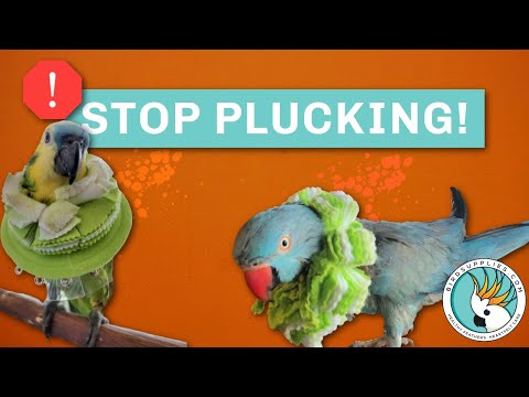 Video: Apa yang Harus Dilakukan Apabila Parakeet Anda Tidak Akan Menghentikan Squawking