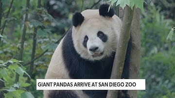 Giant Pandas Arrive at San Diego Zoo | EarthxNews | EarthX