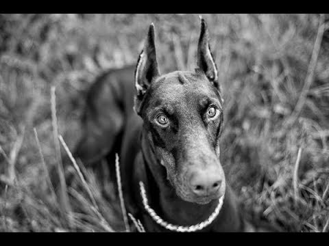 Video: Wann ist ein Dobermann-Pinscher ausgewachsen?