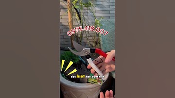 Kéo cắt cành cao cấp A8 Buddy BD017 200mm