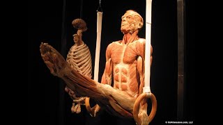 Human Anatomy Chapter 10 Muscle Tissue