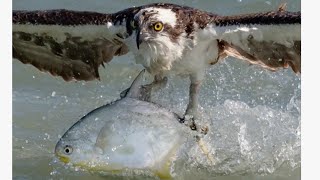 Cara burung elang menangkap ikan