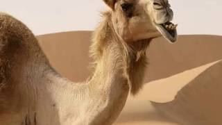 Video thumbnail of "Yo sere tu camello Zenkito y JD (2013)"