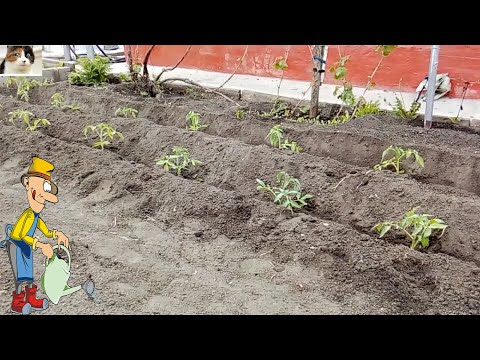 Как правильно сажать помидоры в открытом грунте рассадой лежа в траншею