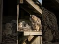 Kitten: "Mom, I'm home!" Owl: "...I'm not your mom!" #shorts #cute #pets #kitten