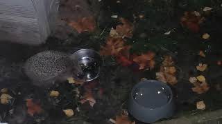 Hedgehog Harry Styles eating cat food 😁 4K