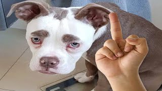 Funniest Videos 2023 🤣 Cute Cats and Funny Dogs 🐶😹 #24 by Happy Dog VN 146,768 views 1 year ago 8 minutes, 54 seconds