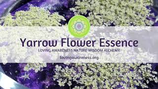 Yarrow Flower Essence Message